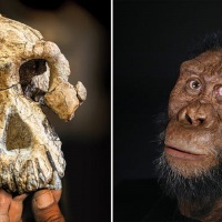 Impresionante cráneo antiguo sacude el árbol genealógico humano